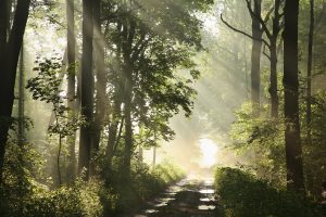The sun shines through a forest path, representing the healing benefits of nature. Learn how counseling for teens in Huntsville, al can offer support for you today. Contact a counselor for teens in Huntsville, al.